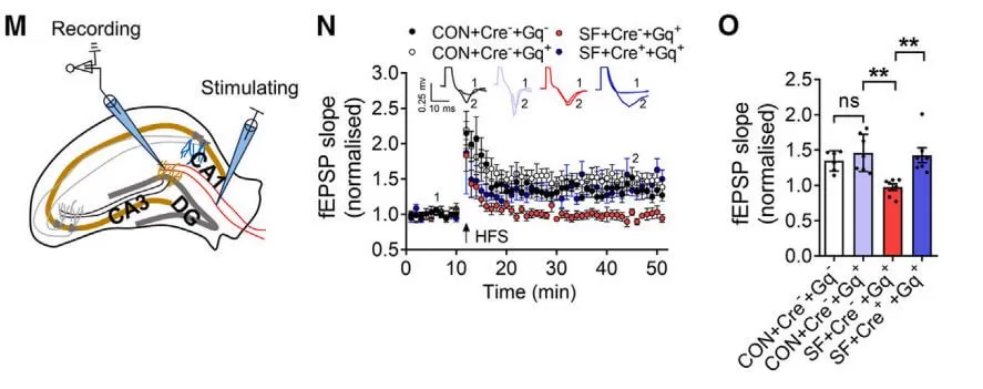 Acetate Enables Metabolic Fitness And Cognitive Performance During Sleep Disruption figure 3